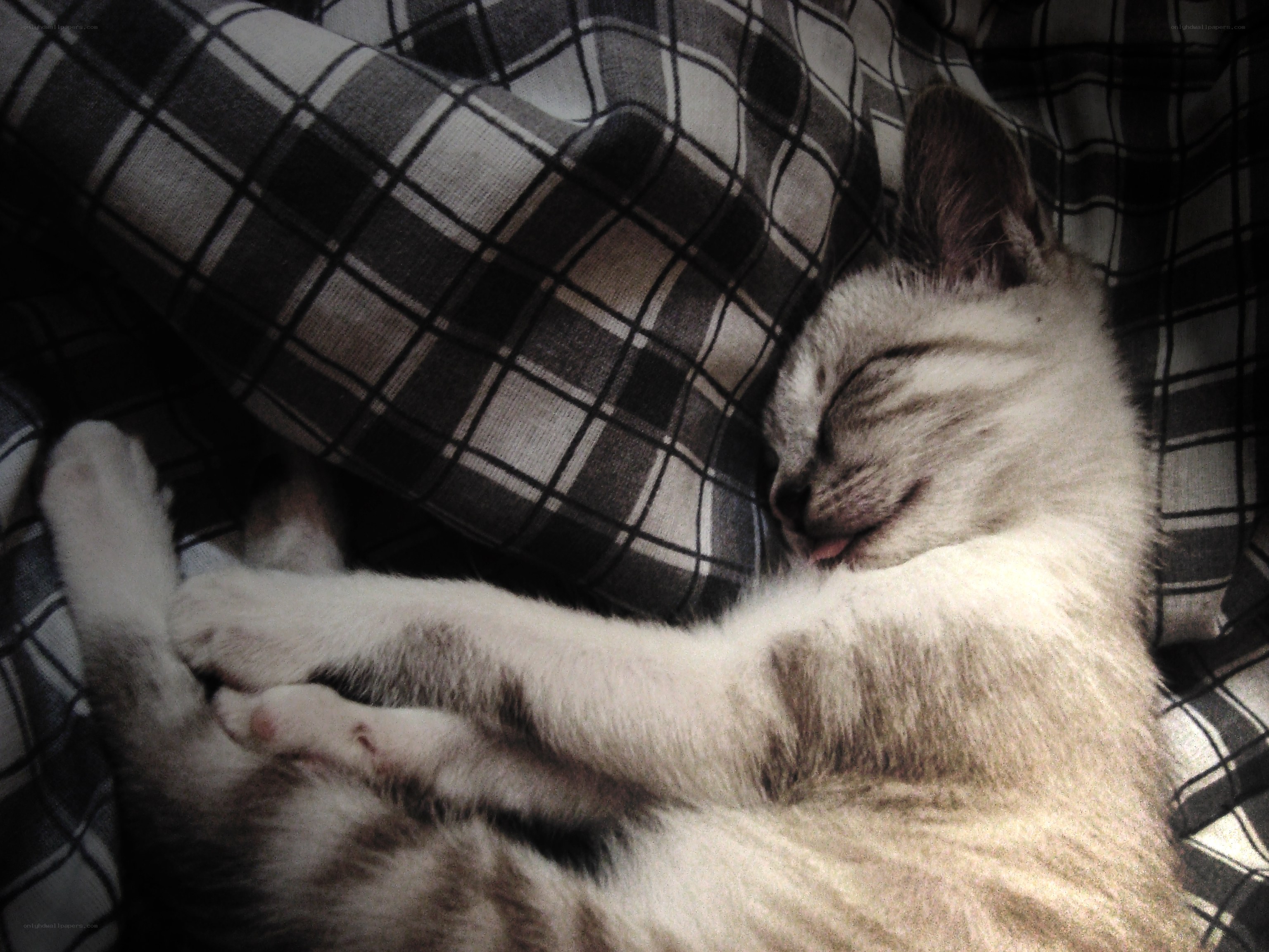 Sleeping kitten on plaid blanket
