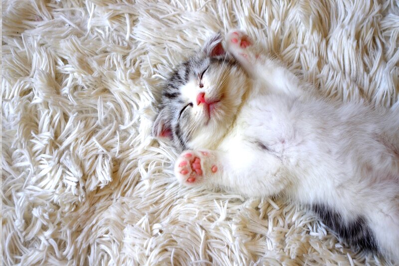 Sleeping Kitten on Rug