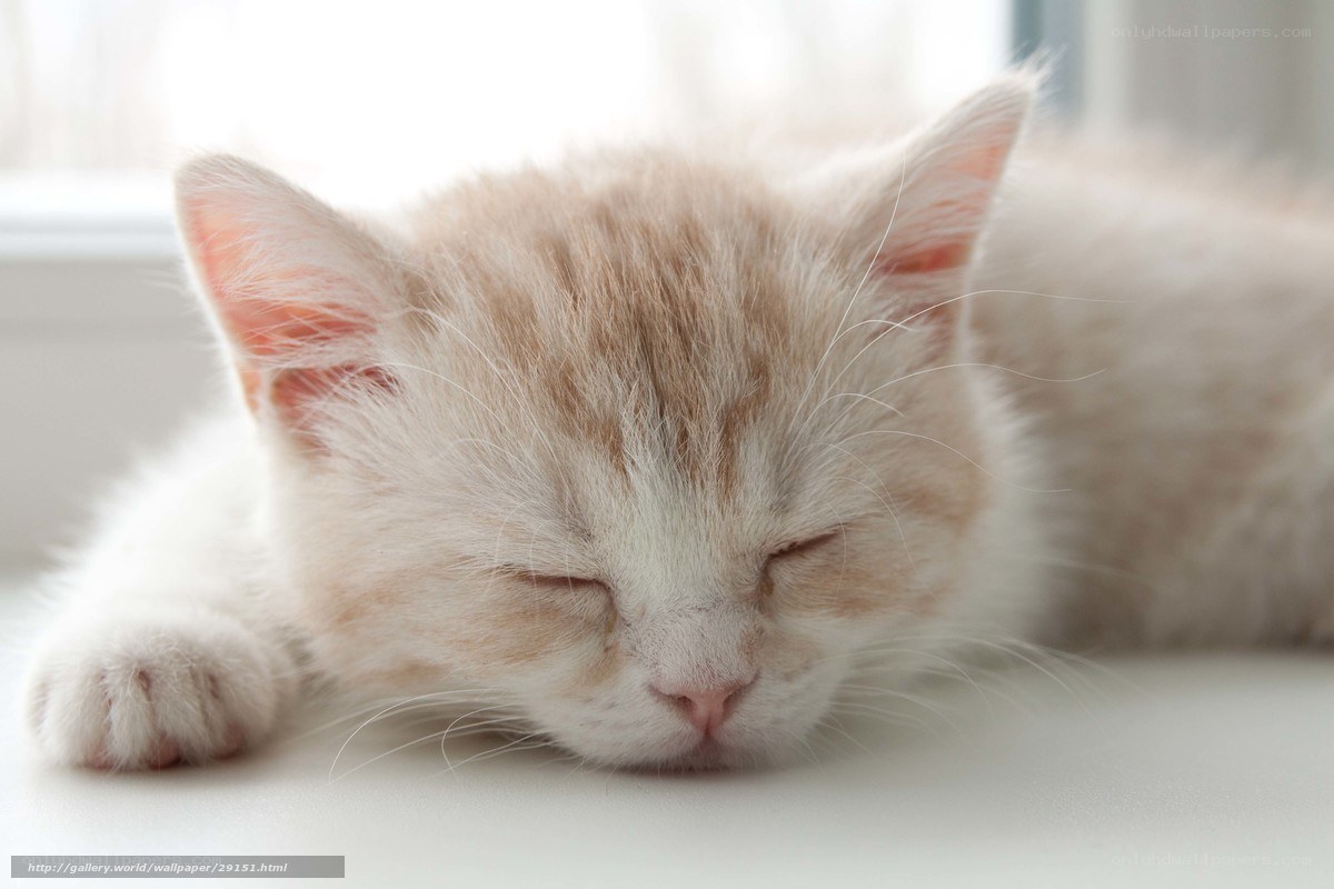sleeping kitten on windowsill