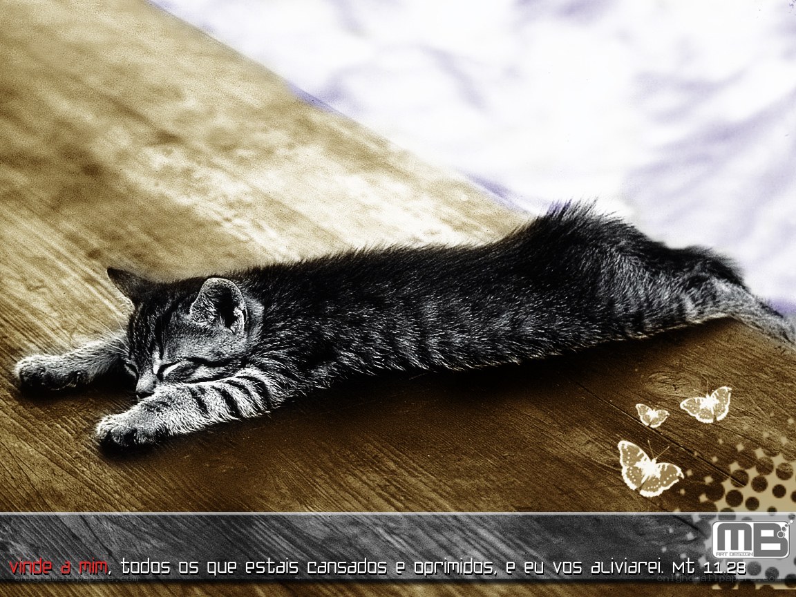 sleeping kitten on wood