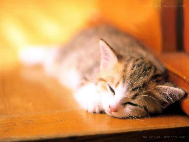 Sleeping kitten on wood