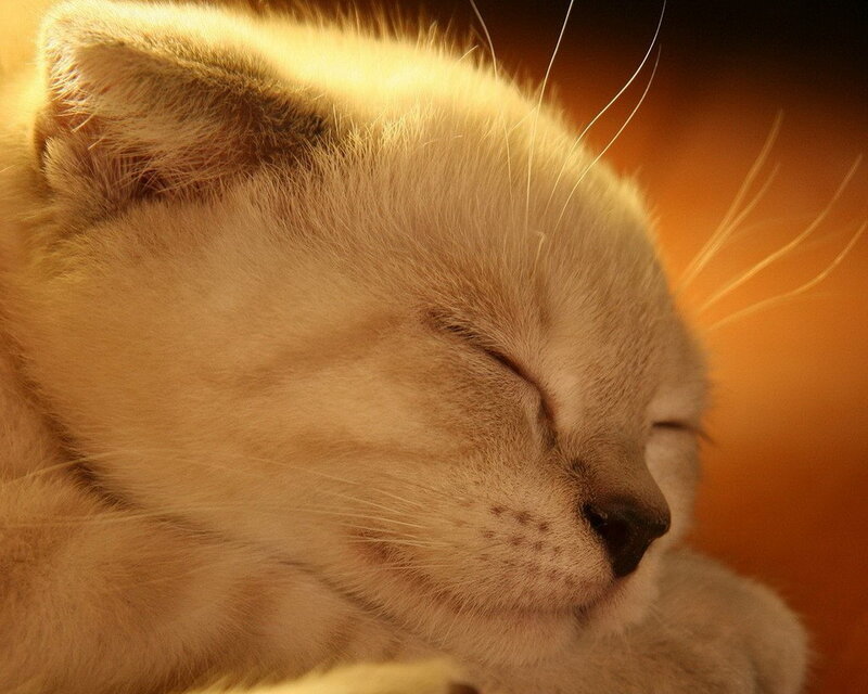 Sleeping Kitten — Orange