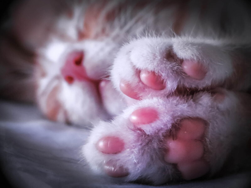 Sleeping Kitten Paws — White