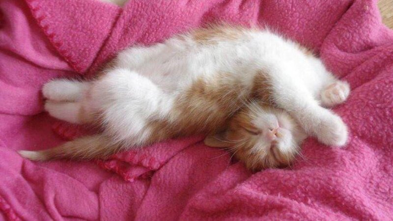 Sleeping Kitten — Pink, Peaceful, Photograph, Blanket
