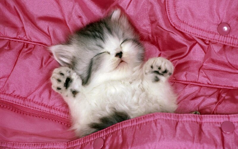 Sleeping Kitten — Pink, Peaceful, Photograph, Pink Jacket
