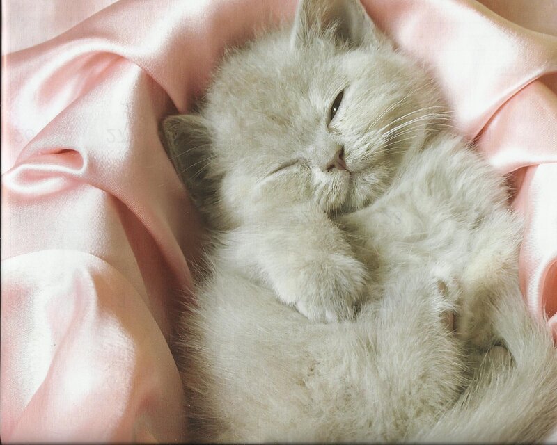 Sleeping Kitten — Pink, Peaceful, Photograph, Silk Fabric