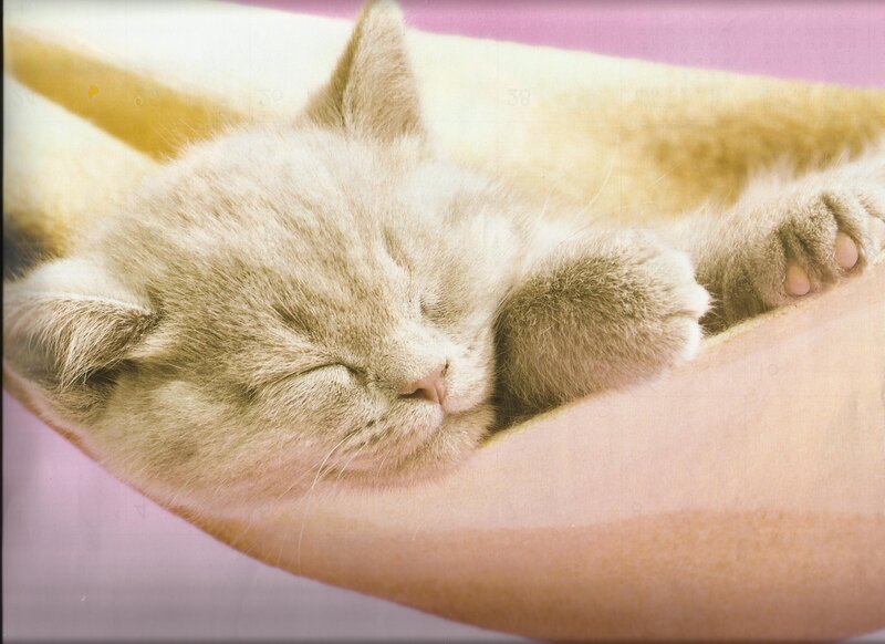 Sleeping Kitten — Pink, Peaceful, Photograph