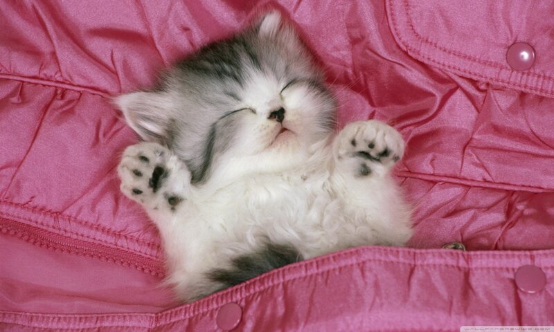 Sleeping Kitten — Pink, Peaceful