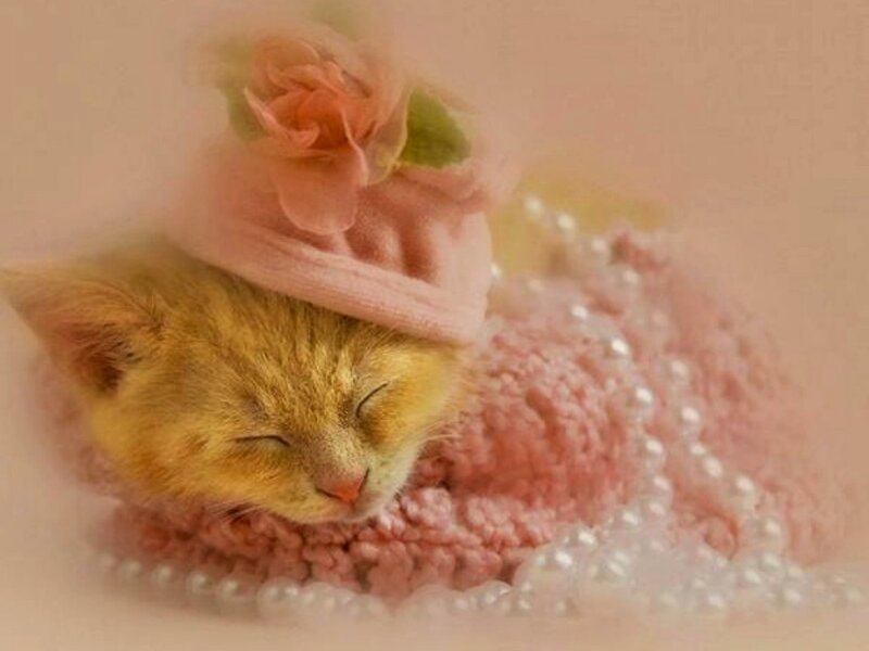 Sleeping Kitten — Pink, Serene