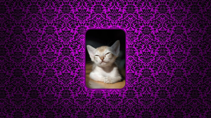 Sleeping Kitten — Purple