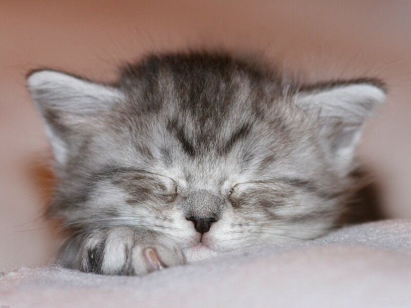 sleeping kitten