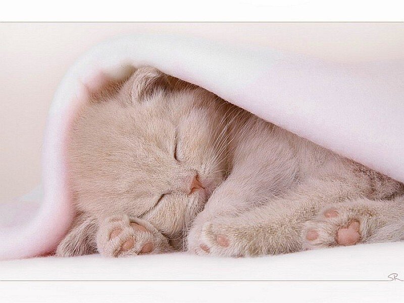 Sleeping kitten under blanket