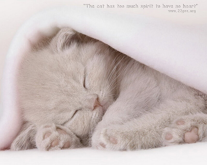 Sleeping Kitten under Blanket — White