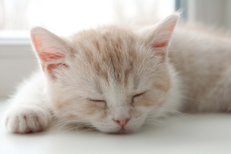 Sleeping Kitten — White, Peaceful, Morning
