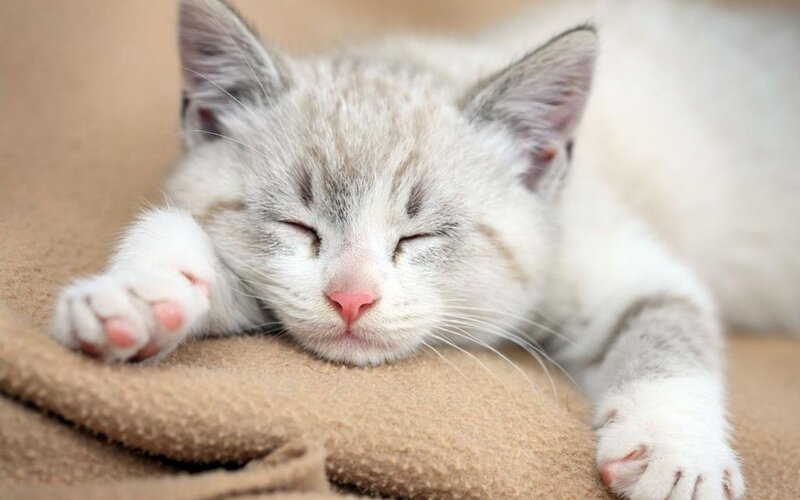 Sleeping Kitten — White, Peaceful, Photograph, Blanket