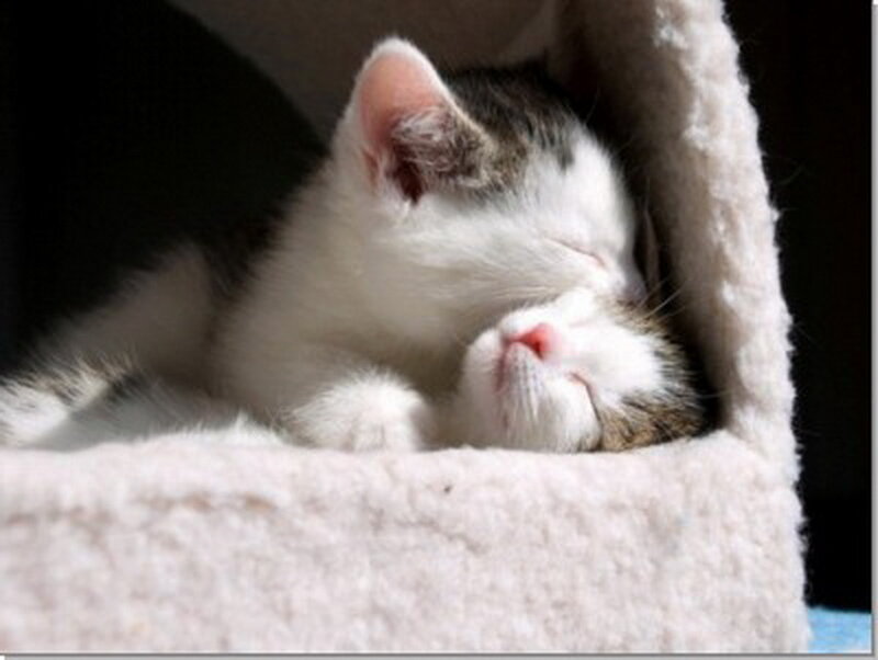 Sleeping Kitten — White, Peaceful, Photograph, Cat Bed
