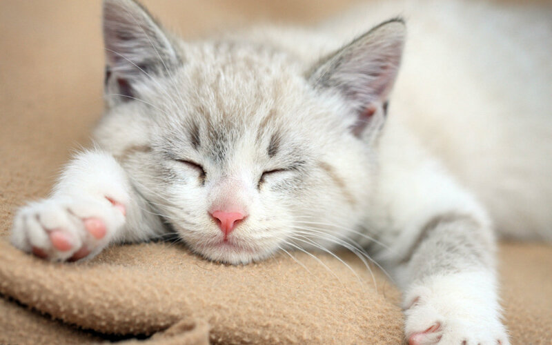 Sleeping Kitten — White, Peaceful, Photograph, Cat, Pillow