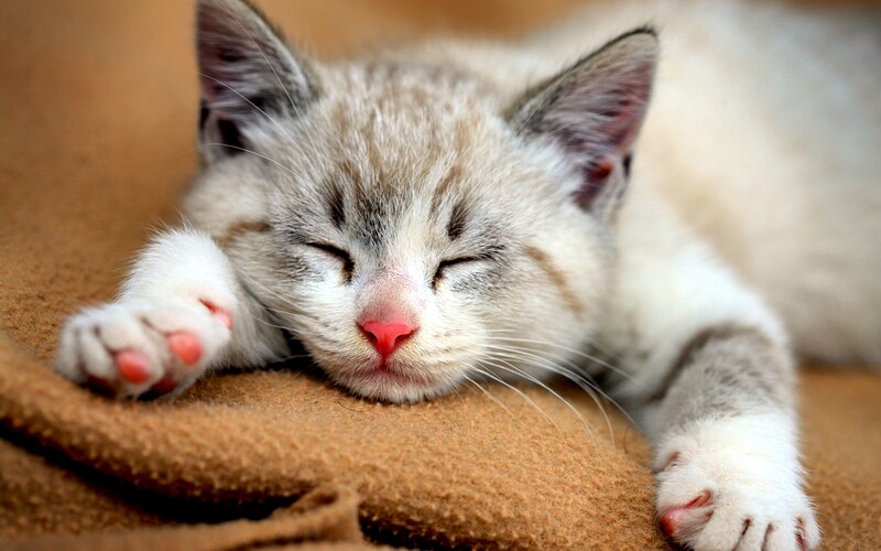 Sleeping Kitten — White, Peaceful, Photograph, Cat