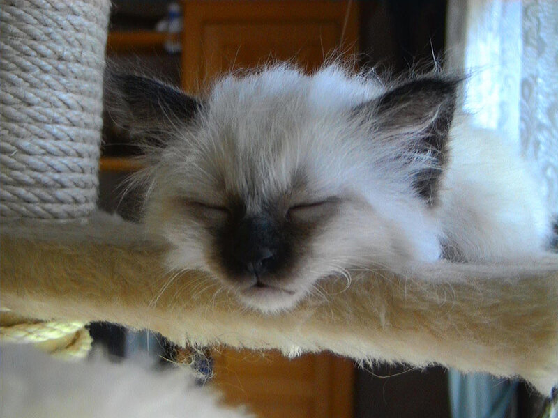 Sleeping Kitten — White, Peaceful, Photograph, Cat Tree