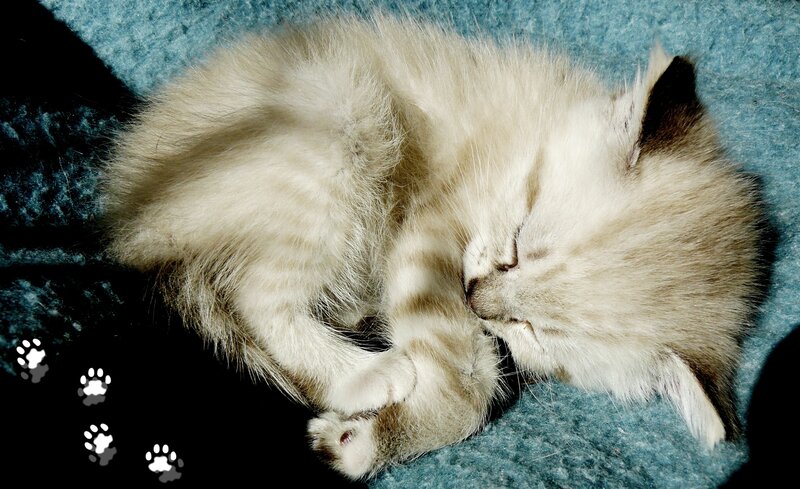 Sleeping Kitten — White, Peaceful, Photograph, Paw Prints