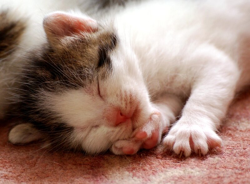 Sleeping Kitten — White, Peaceful, Photograph, Paw