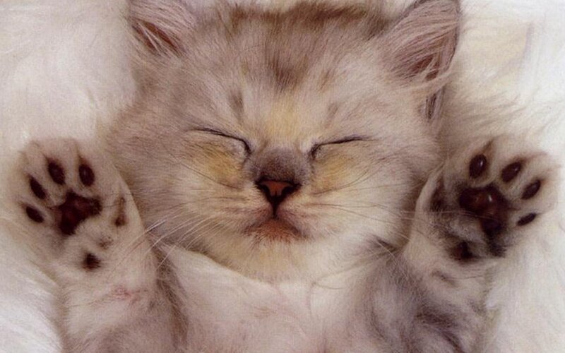 Sleeping Kitten — White, Peaceful, Photograph, Paws
