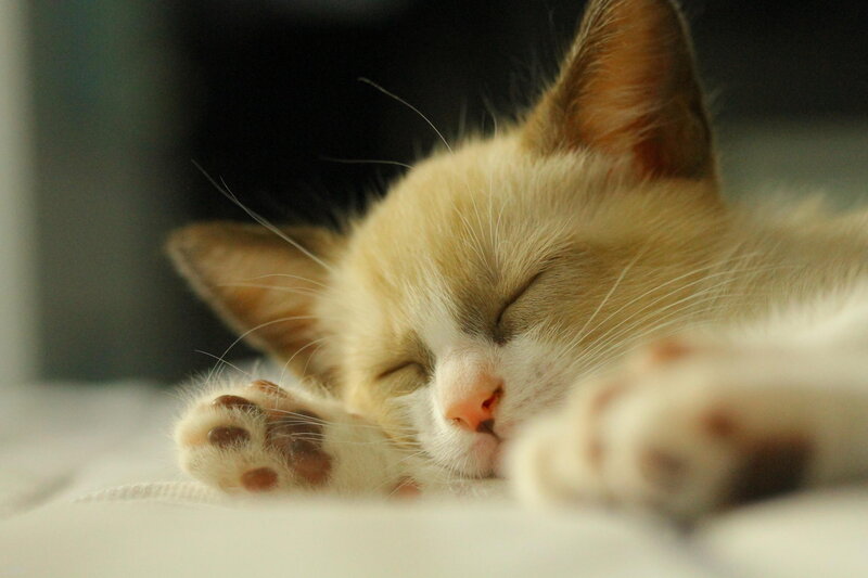 Sleeping Kitten — White, Peaceful, Photograph, Paws, Whiskers