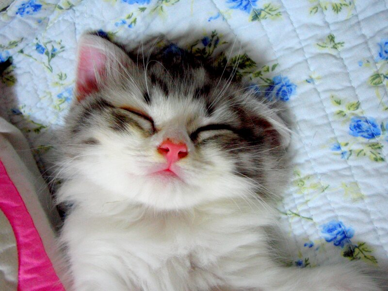 Sleeping Kitten — White, Peaceful, Photograph, Quilt