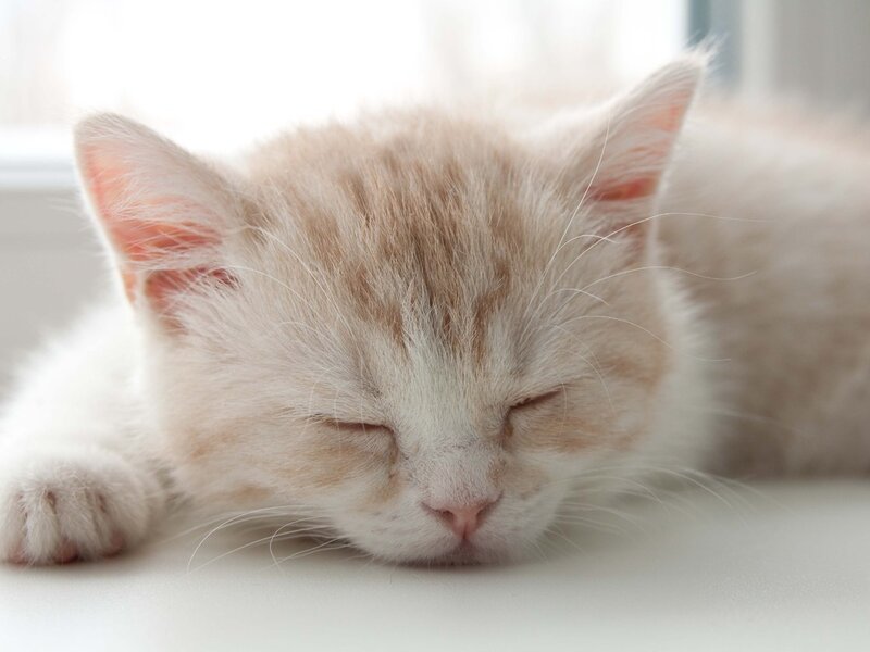 Sleeping Kitten — White, Peaceful