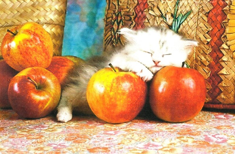 Sleeping Kitten with Apples