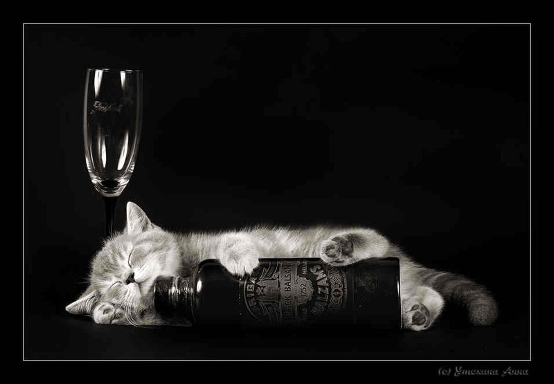 Sleeping kitten with bottle