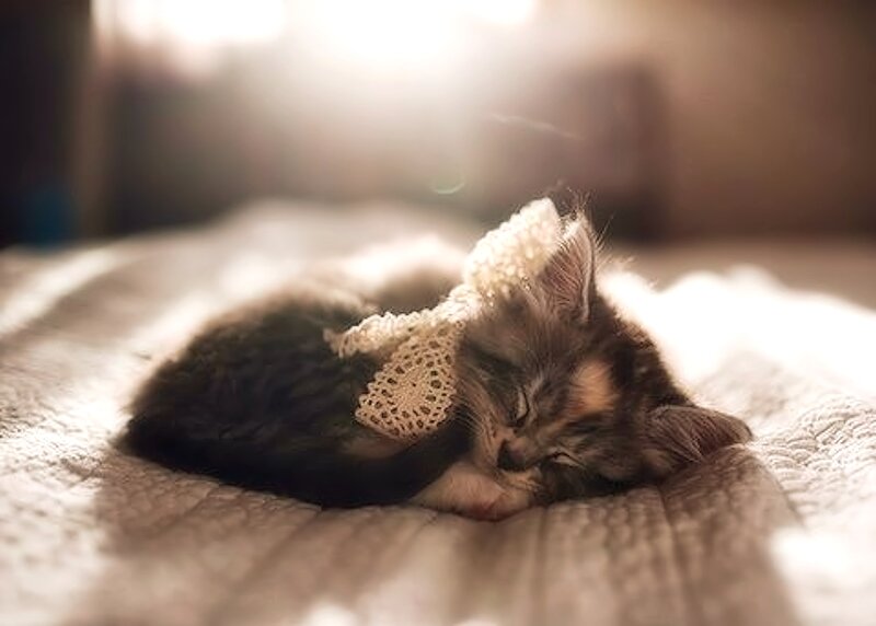 Sleeping Kitten with Bow — Brown, Serene
