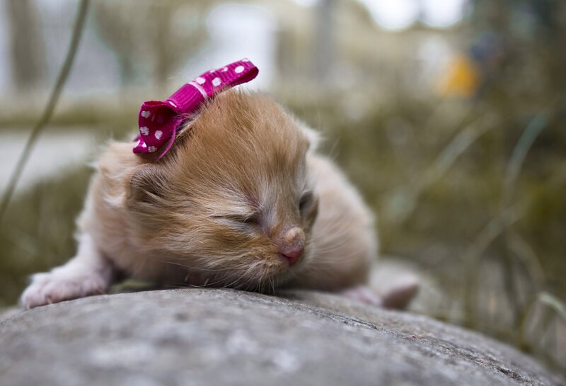 Sleeping Kitten with Bow — Brown