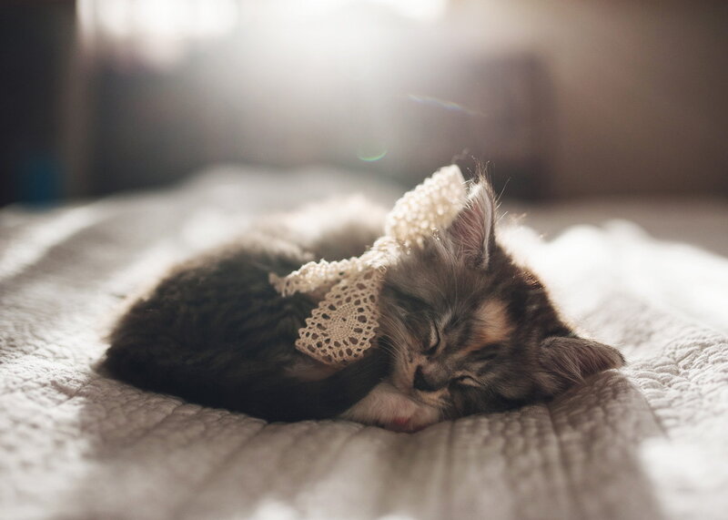Sleeping Kitten with Bow — Gray