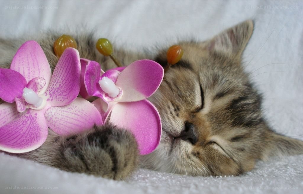Sleeping kitten with orchid