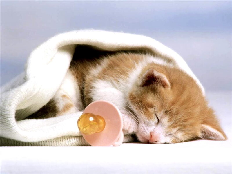 Sleeping kitten with pacifier