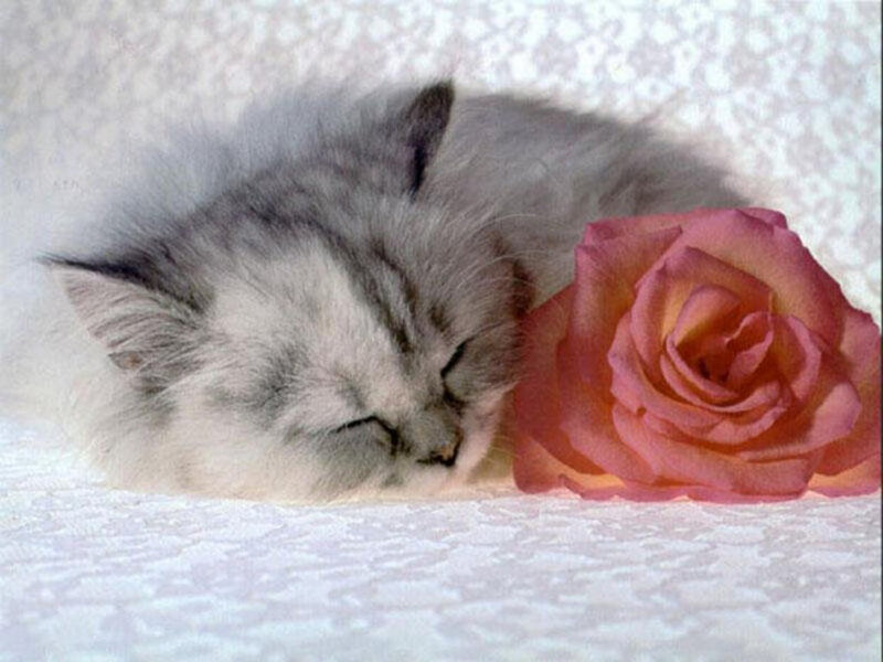 Sleeping Kitten with Rose — White