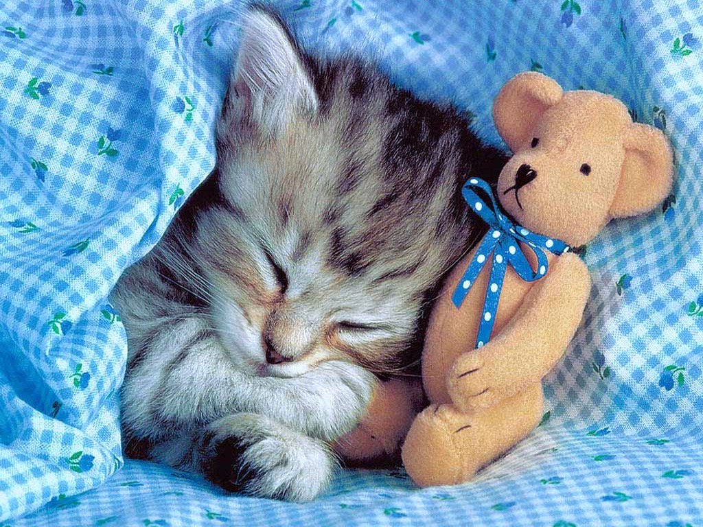 Sleeping kitten with teddy bear