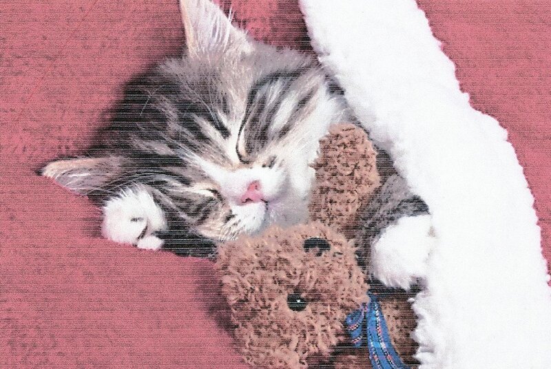 Sleeping Kitten with Teddy Bear — Red