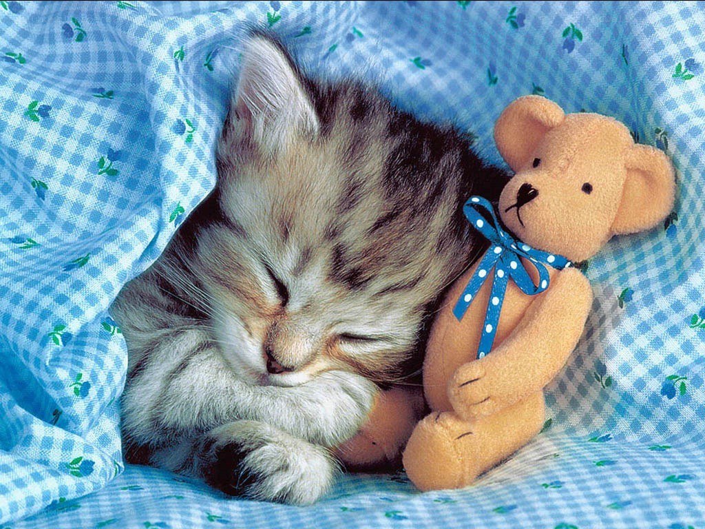 Sleeping kitten with teddy bear