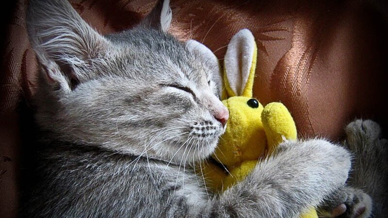 Sleeping kitten with toy