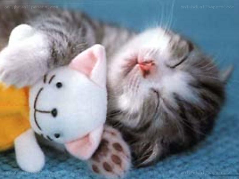 Sleeping kitten with toy