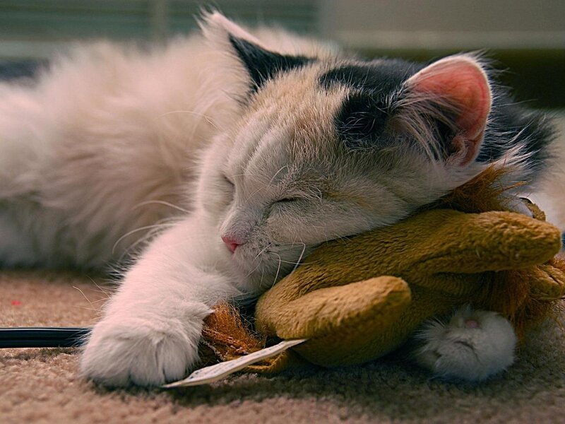 Sleeping kitten with toy