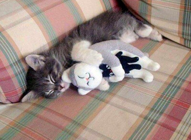 Sleeping Kitten with Toy — Gray