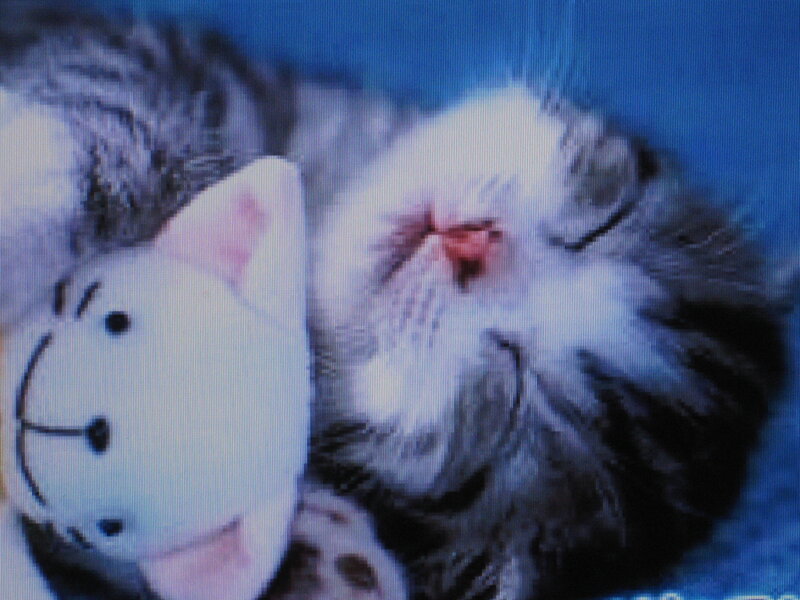 Sleeping Kitten with Toy — White, Peaceful, Photograph