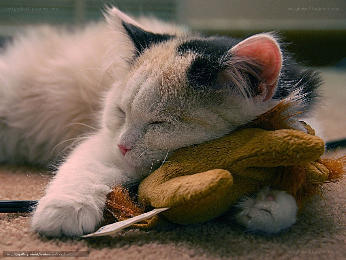 Sleeping kitten with toy