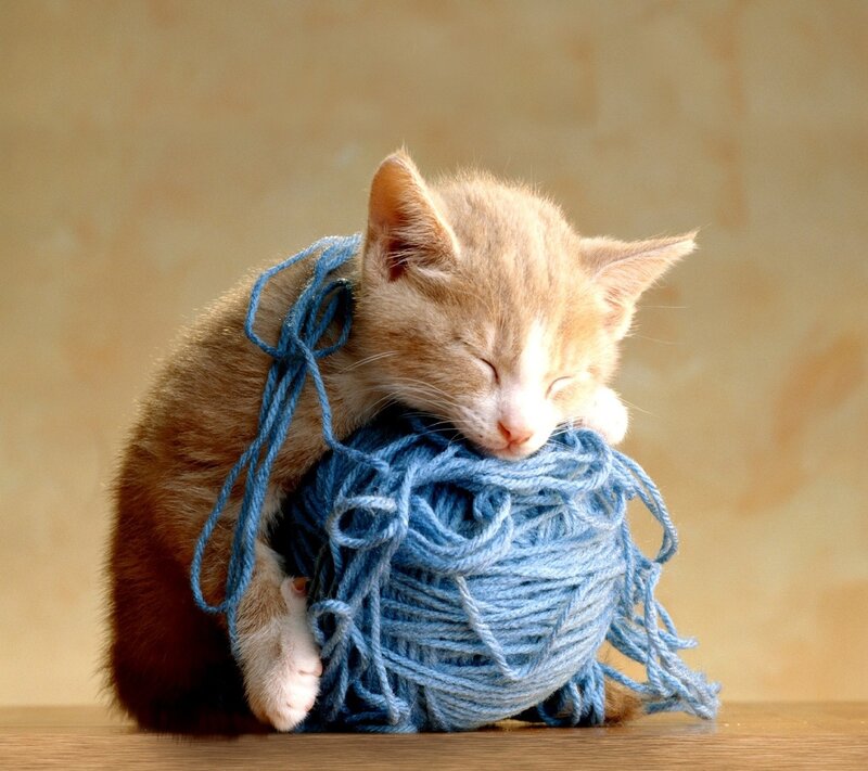 Sleeping Kitten with Yarn — Blue