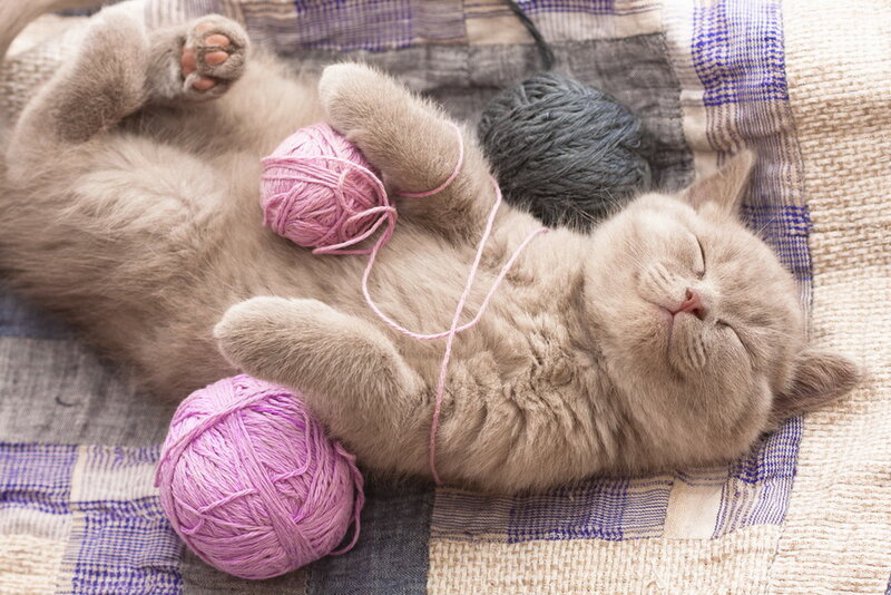 Sleeping Kitten with Yarn — Gray