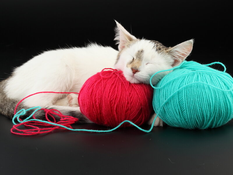 Sleeping Kitten with Yarn — White, Peaceful