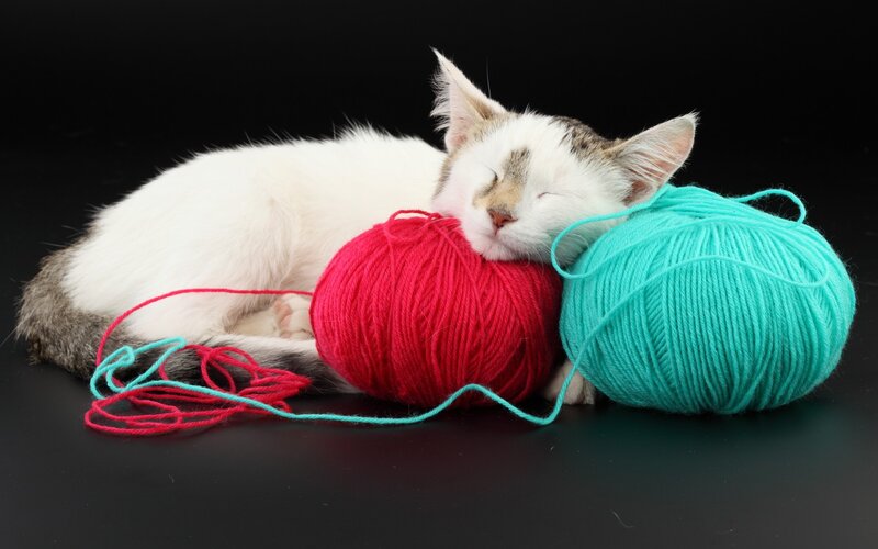 Sleeping Kitten with Yarn — White, Serene, Photograph